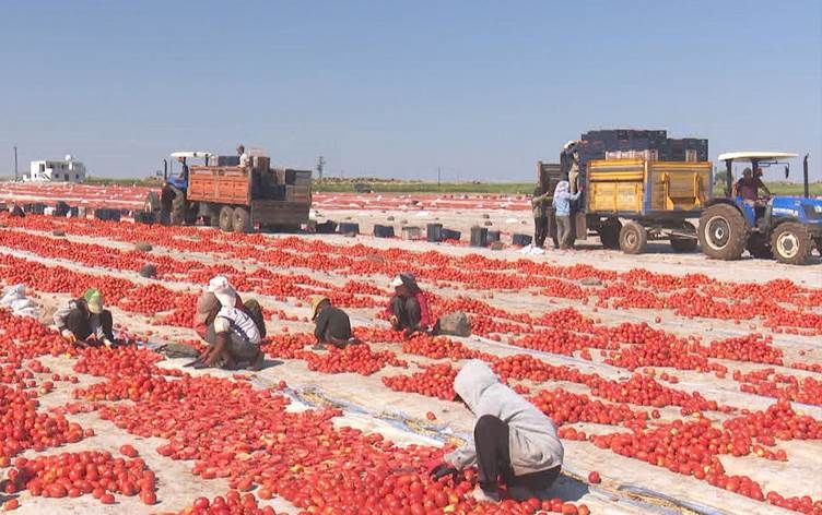 Cotkarên Qerejdaxê: Em naxwazin keda xwe bi erzanî bifiroşin