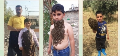 Mêşvanek bi hezaran mêşan li ser laşê zarokên xwe datîne û bi wan navede