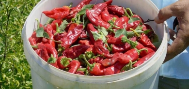 Cotkarên Dîlokê: Berhem kêm e, bila bihayê wê baş be