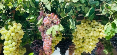 Dihok di berhema tirî de rekoreke nû tomar dike: Pêşbînî heta 60 hezar tonî ye