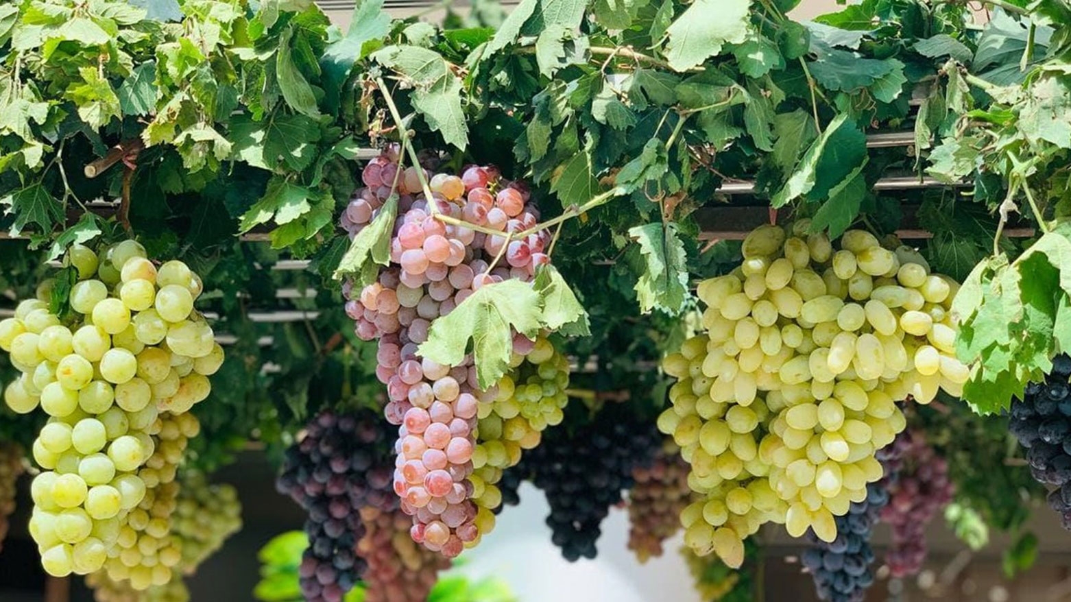 Dihok di berhema tirî de rekoreke nû tomar dike: Pêşbînî heta 60 hezar tonî ye