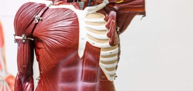 بۆ زانیاریت، توانای ماسوولكەكان