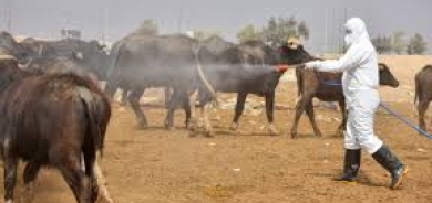 صحة دهوك: إصابة جديدة بالحمى النزفية  لنازح من سنجار