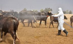 صحة دهوك: إصابة جديدة بالحمى النزفية  لنازح من سنجار