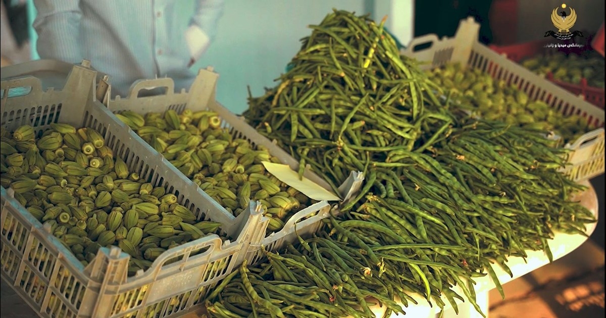 Halabja Launches Weekly Farmers' Market to Boost Local Agriculture