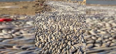 نفوق نحو 6 آلاف سمكة في بحيرة دربنديخان