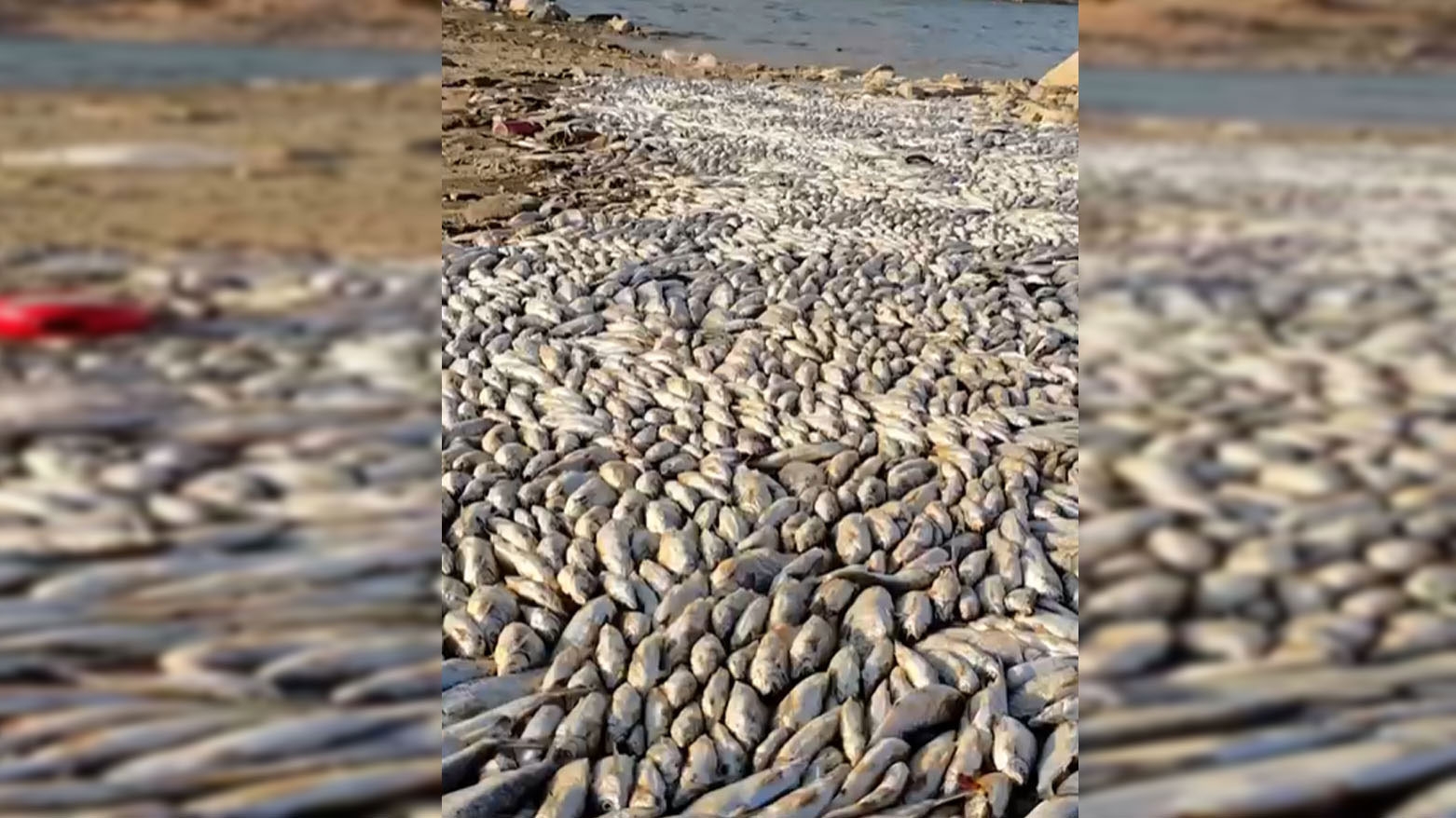 نفوق نحو 6 آلاف سمكة في بحيرة دربنديخان