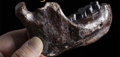 بۆ زانیاریت، دۆزینەوەی نەوەی هاوبەشی نێوان نیاندەرتاڵ و هۆمۆساپیێنس