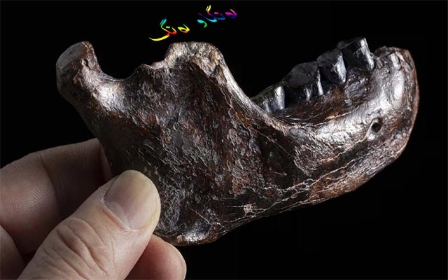 بۆ زانیاریت، دۆزینەوەی نەوەی هاوبەشی نێوان نیاندەرتاڵ و هۆمۆساپیێنس