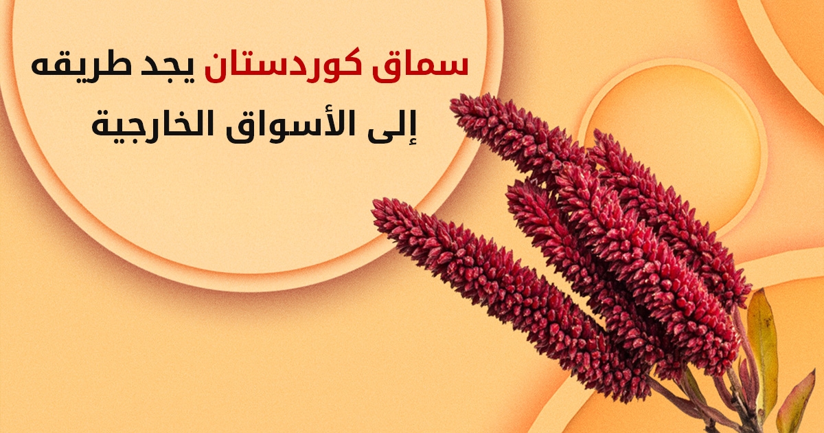 (آكري- عقرة) تستعد لتصدير 45 طناً من السماق إلى تركيا