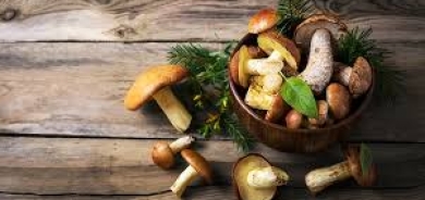 8 فوائد صحية لـ«الفطر» من أجل نظام غذائي أفضل