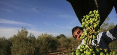 Li Kirmaşanê xelkê dest bi berhevkirina zeytûnan kir