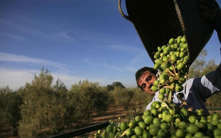 Li Kirmaşanê xelkê dest bi berhevkirina zeytûnan kir