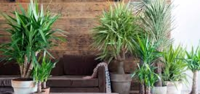 ما أفضل 6 نباتات لتزيين غرفة النوم؟