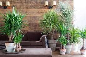 ما أفضل 6 نباتات لتزيين غرفة النوم؟