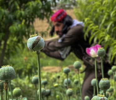 ئەمریکا: ئەفغانستان و کۆڵۆمبیا لە شەڕی دژی ماددە هۆشبەرەکاندا شکستیان هێناوە