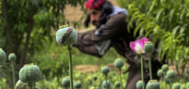 ئەمریکا: ئەفغانستان و کۆڵۆمبیا لە شەڕی دژی ماددە هۆشبەرەکاندا شکستیان هێناوە