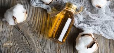 زيت بذور القطن... حل مبتكر لملابس صديقة للبيئة