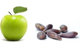 هل بذور التفاح سامة؟ إليكم 5 مخاطر صحية