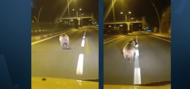 Li Dêrsimê hirç daket navenda bajêr