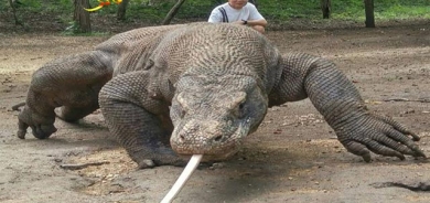 كۆمۆدۆ ئەژدیهای ژەهر