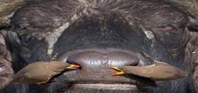 باڵندە و گامێشی بەرژەوەندیخواز