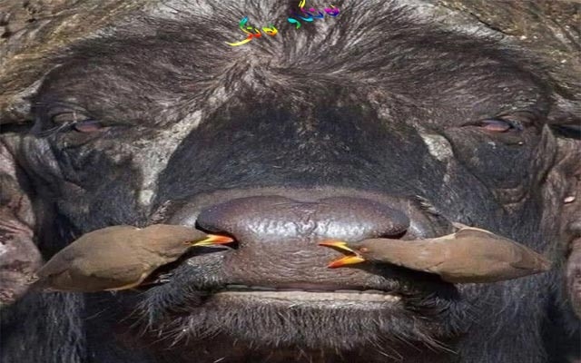 باڵندە و گامێشی بەرژەوەندیخواز