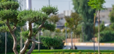 بلدية أربيل: زراعة أكثر من 300 شجرة يومياً