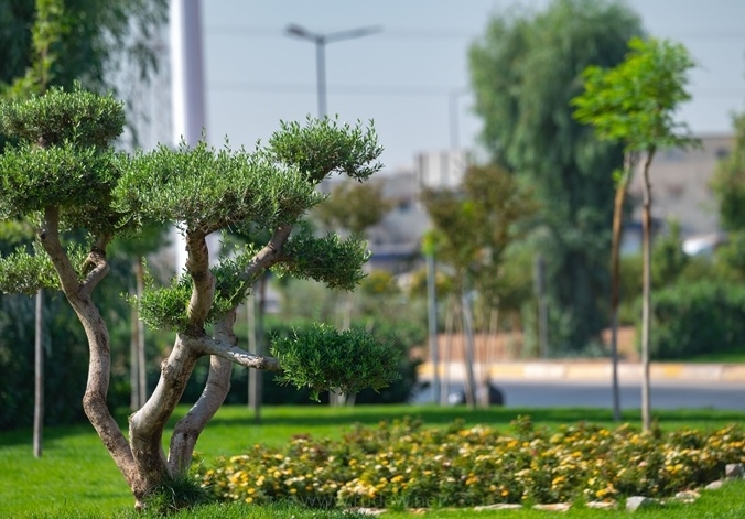 بلدية أربيل: زراعة أكثر من 300 شجرة يومياً