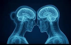 دراسة: أدمغة الذكور تتقلص أسرع من الإناث مع التقدم في السن