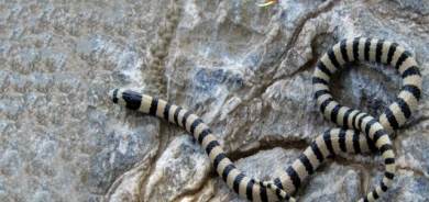 ماری ئەڵقەدار لە كوردستان