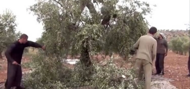 EFRÎN - Serkirdeyên komên çekdar ji bo talana zeytûnan dîsa vegeriyane herêmê