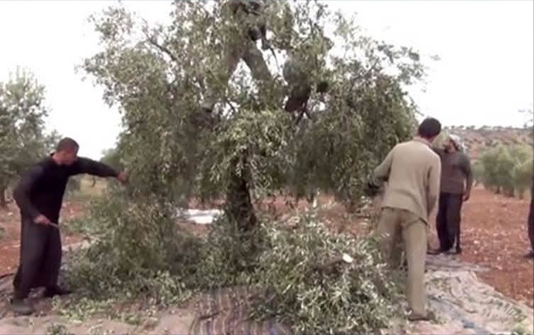 EFRÎN - Serkirdeyên komên çekdar ji bo talana zeytûnan dîsa vegeriyane herêmê