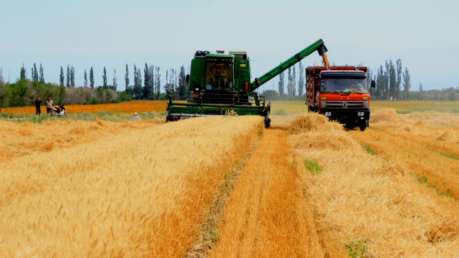 من مستهلك إلى مُصدِّر.. كوردستان تُحيي قطاعها الزراعي وتتجه لتكون سلة غذاء الشرق الأوسط