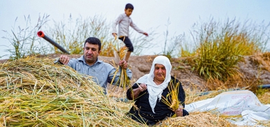 المزارعون في كوردستان يبدأون موسم حصاد الأرز