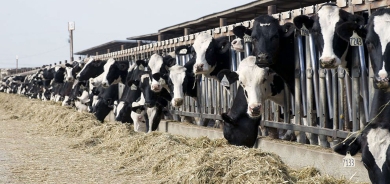 في ظل التشكیلة الحكومية التاسعة: قطاع الثروة الحيوانية بكوردستان يحقق قفزات نوعية نحو الاكتفاء الذاتي