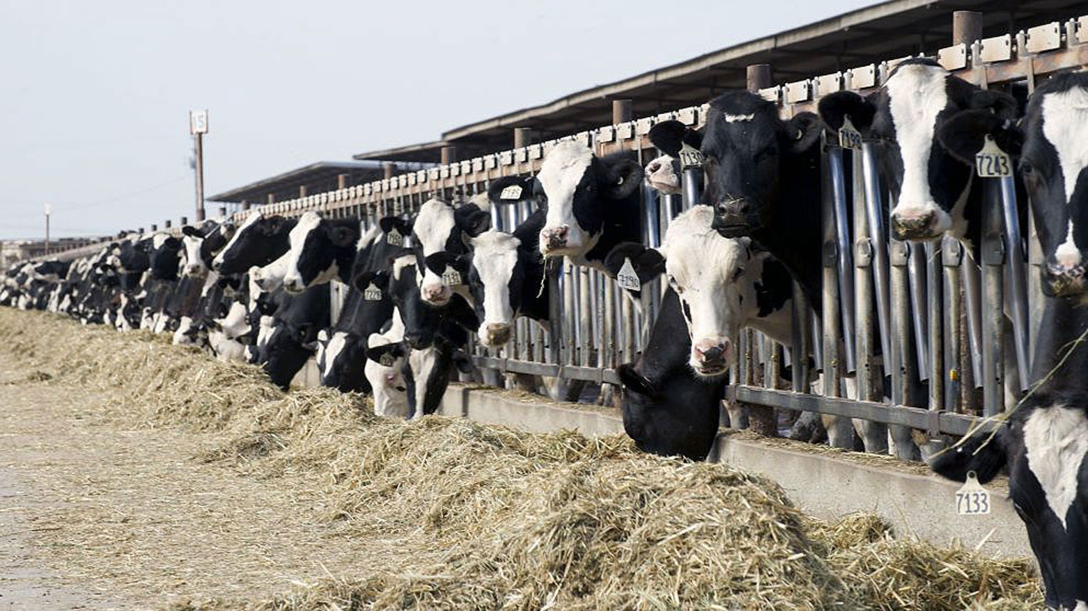 في ظل التشكیلة الحكومية التاسعة: قطاع الثروة الحيوانية بكوردستان يحقق قفزات نوعية نحو الاكتفاء الذاتي