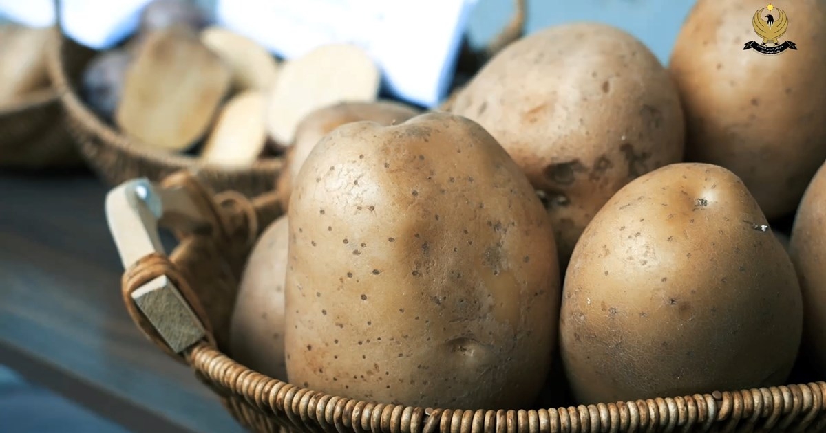 Kurdistan Region Boosts Agricultural Exports, Sends 6,000 Tons of Potatoes to UAE