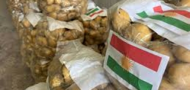 إقليم كوردستان يصدر 100 طن بطاطس إلى الإمارات كمرحلة أولى