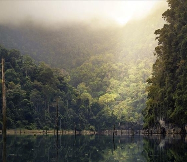 نەتەوە یەکگرتووەکان: ساڵانە ١٠ ملیۆن هێکتار لە دارستانە گەرمەکان لەدەست دەچێت