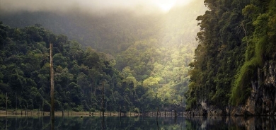 نەتەوە یەکگرتووەکان: ساڵانە ١٠ ملیۆن هێکتار لە دارستانە گەرمەکان لەدەست دەچێت