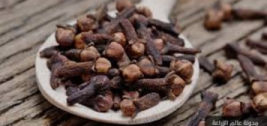 فاعلية مذهلة للقرنفل في تخفيف مشكلات البروستاتا