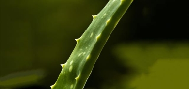 سوودە تەندروستییەكانی ئەلۆ ڤێرا