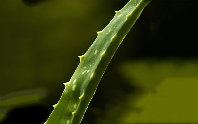 سوودە تەندروستییەكانی ئەلۆ ڤێرا