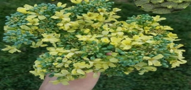 برۆكلی گوڵە یان سەوزەیە