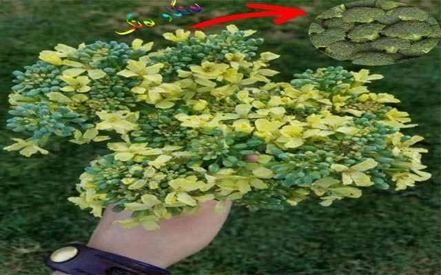 برۆكلی گوڵە یان سەوزەیە