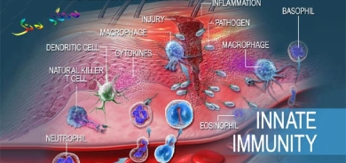 بۆ زانیاریت، سیستەمی بەرگری لەش