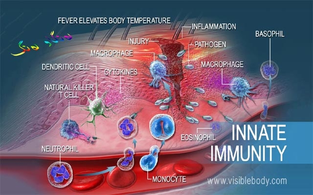 بۆ زانیاریت، سیستەمی بەرگری لەش