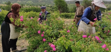 Festîvala Gulavê ya Baneyê ket lîsteya geştyarî ya Îranê