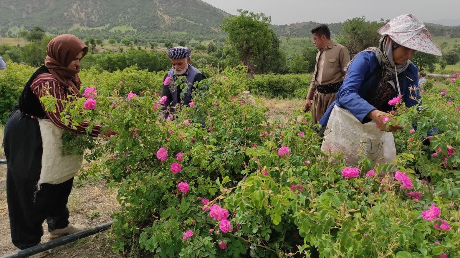 Festîvala Gulavê ya Baneyê ket lîsteya geştyarî ya Îranê